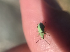 Phyllobius virideaeris