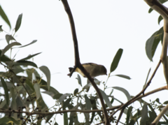 Pardalotus quadragintus