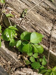 Toxicodendron