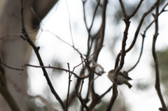 Pardalotus quadragintus