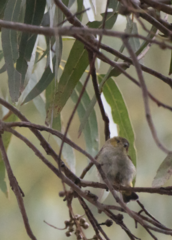 Pardalotus quadragintus