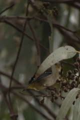 Pardalotus quadragintus