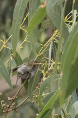 Pardalotus quadragintus