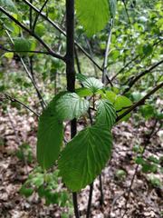 Viburnum