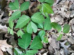 Toxicodendron