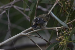 Pardalotus quadragintus