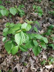Viburnum