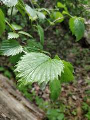 Viburnum