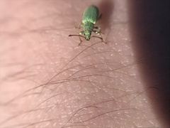 Phyllobius virideaeris