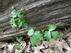 Toxicodendron