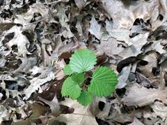 Viburnum
