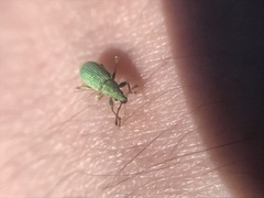 Phyllobius virideaeris