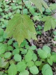 Acer rubrum