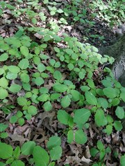 Magnoliopsida