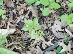 Parthenocissus