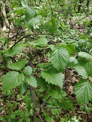 Magnoliopsida