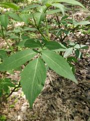 Magnoliopsida