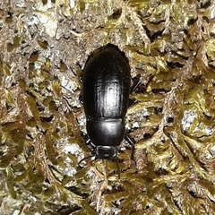 Coelometopus clypeatus