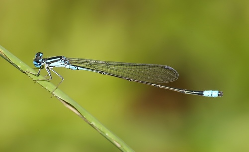 Turquoise Bluet photo 3