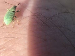 Phyllobius virideaeris