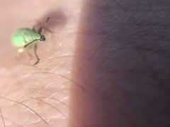 Phyllobius virideaeris