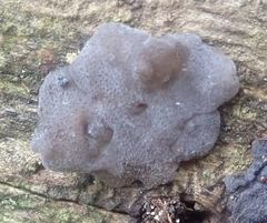 Exidia novozealandica