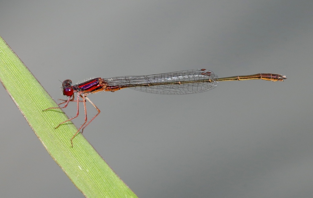 Burgundy Bluet