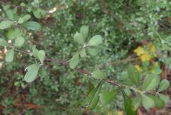 Corokia