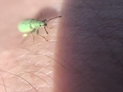 Phyllobius virideaeris