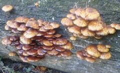 Pholiota glutinosa
