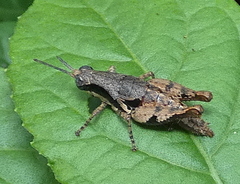 Eujivarus meridionalis