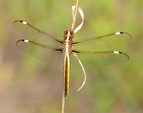 Spangled Skimmer photo 6