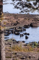 Pusa hispida ladogensis