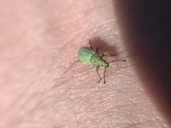 Phyllobius virideaeris