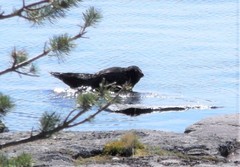 Pusa hispida ladogensis