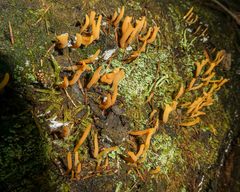 Calocera sinensis