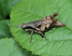 Eujivarus meridionalis