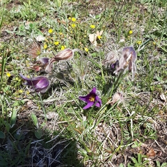 Pulsatilla vulgaris