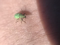 Phyllobius virideaeris