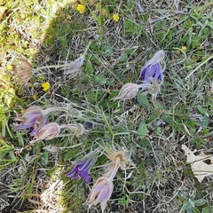 Pulsatilla vulgaris