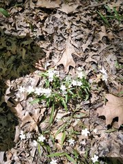 Claytonia virginica