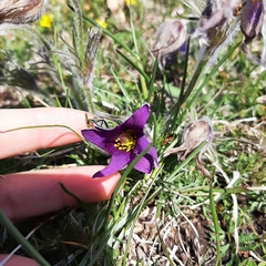 Pulsatilla vulgaris