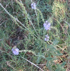 Verbena xutha
