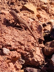 Ctenophorus caudicinctus