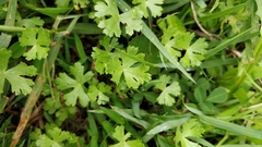 Hydrocotyle batrachium