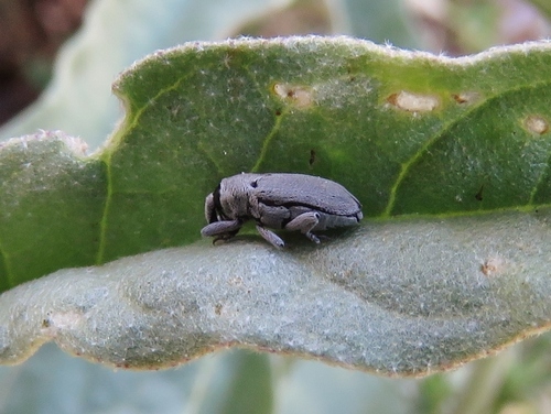 Datura Weevil photo 5