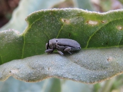 Trichobaris compacta