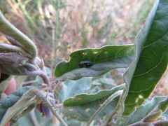 Trichobaris compacta