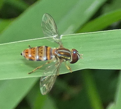 Toxomerus pulchellus