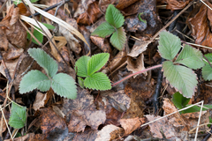 Fragaria moschata